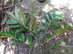 Colea