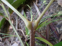 Colea