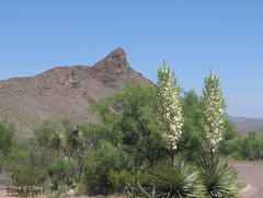 Yucca rostrata