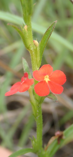 Witchweed (Striga asiatica)