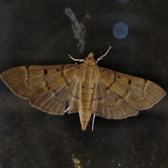 Herpetogramma rudis