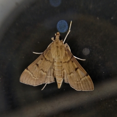 Herpetogramma rudis