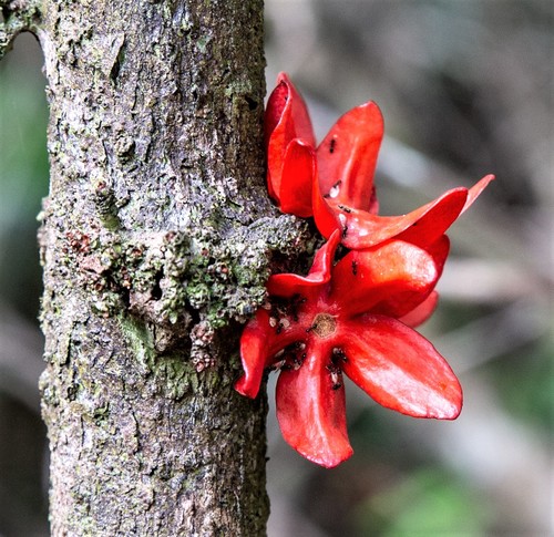 Heisteria cauliflora (Heisteria cauliflora)