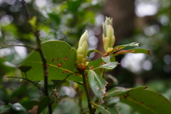 Machilus thunbergii