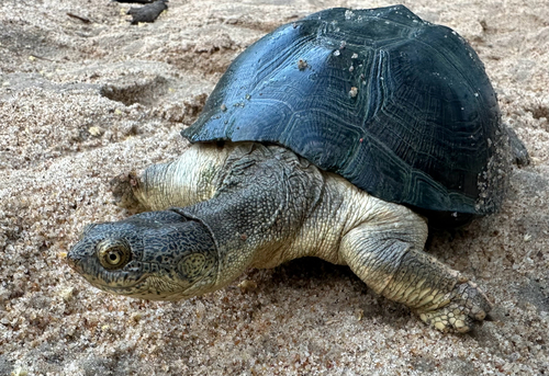 Serrated Hinged Terrapin