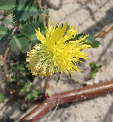 Neptunia oleracea image