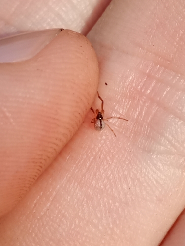 American Dewdrop Spider