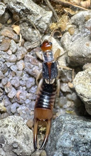 Shore Earwig