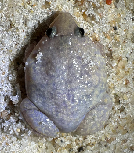 Mottled Shovel-nosed Frog