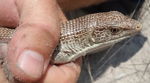 Keeled Plated Lizard, Gerrhosaurus multilineatus