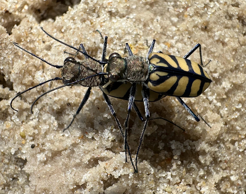 Royal Tiger Beetle
