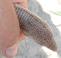 Gerrhosaurus auritus