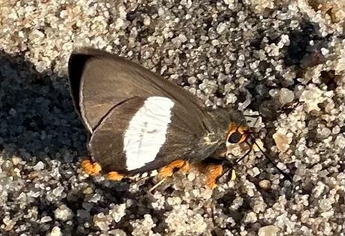 Striped Policeman