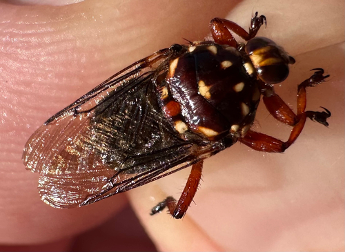 Photo of Cattle Louse Fly (Hippobosca rufipes)