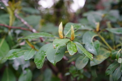 Machilus thunbergii