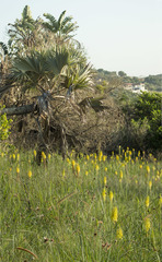 Kniphofia gracilis