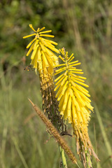 Kniphofia gracilis
