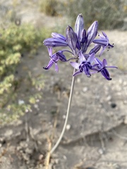 Triteleiopsis palmeri