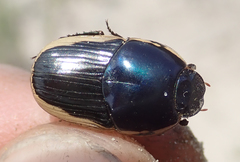 Oniticellus egregius