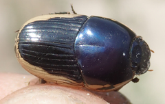 Oniticellus egregius