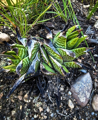 Tulista kingiana