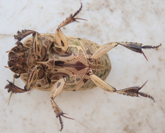 Oniticellus egregius