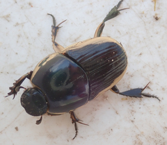 Oniticellus egregius