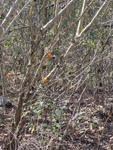 Adenophyllum aurantium, photograph 5