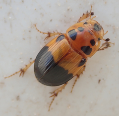 Adeloparius septemmaculatus