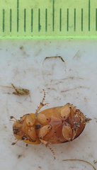 Adeloparius septemmaculatus