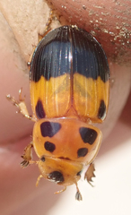 Adeloparius septemmaculatus