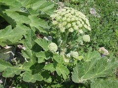 Heracleum stevenii