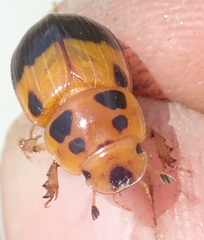 Adeloparius septemmaculatus