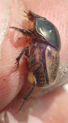 Onthophagus plebejus