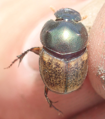 Onthophagus plebejus