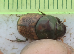 Onthophagus plebejus