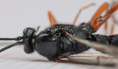 Pimpla arctica