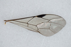 Pimpla arctica