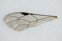 Pimpla arctica