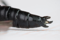Pimpla arctica
