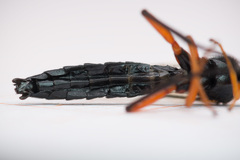 Pimpla arctica