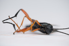 Pimpla arctica