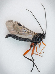 Pimpla arctica