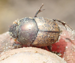 Onthophagus plebejus