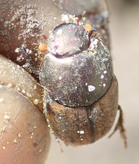 Onthophagus plebejus