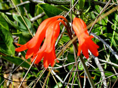 Cyrtanthus staadensis
