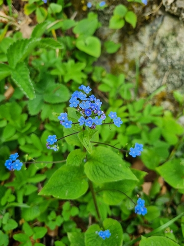Brunnera macrophylla