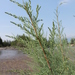 Myricaria longifolia - Photo (c) Daba, algunos derechos reservados (CC BY-NC), subido por Daba