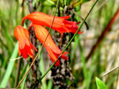 Cyrtanthus staadensis