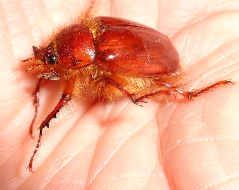 Hopping's Rain Beetle